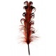 Plume Tortillon chocolat 15 cm les 6