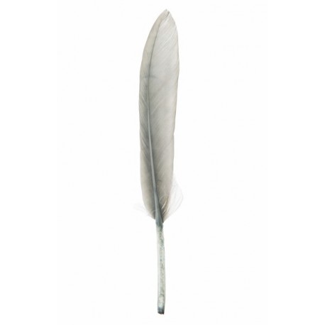 Plume droite grise decorative 10 cm les 6 plumes