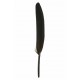 Plume droite noire decorative 10 cm les 6 plumes