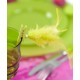 Pince plumes et perle les 6