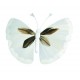 Papillons Couleur Blanc