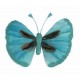 Papillons Couleur Turquoise