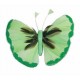 Papillons Couleur Vert Blanc