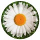 Assiette marguerite carton 22.5 cm les 10