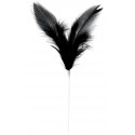 Pique plumes noires 8 x 14 cm les 12