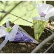 Cornets à dragées transparents les 6
