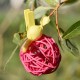 Boule en rotin fuchsia 6 cm les 6