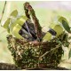 Panier en rotin avec feuilles