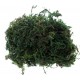 Mousse décorative verte 50 g