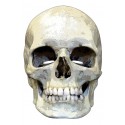 Masque carton squelette Halloween