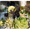 Papillons noirs pailletés sur pince les 4