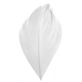 Plume blanche 6 cm les 100