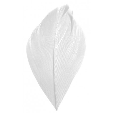 Plume blanche 6 cm les 100