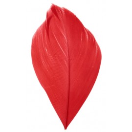 Plume rouge 6 cm les 100