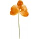 Orchidée orange sur tige les 6