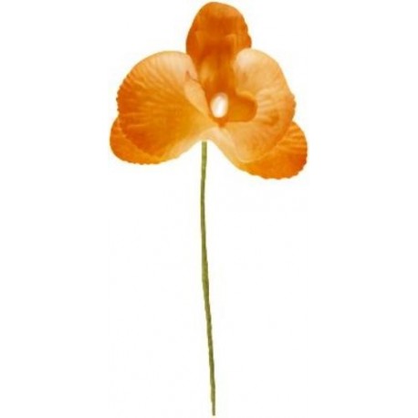 Orchidée orange sur tige les 6