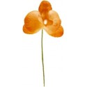 Orchidées Orange Sur Tige Les 6