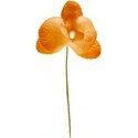 Orchidée orange sur tige les 6