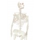 Déco squelette blanc à suspendre 32 cm