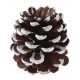Grandes pommes de pin effet neige les 4