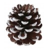 Grandes pommes de pin effet neige les 4