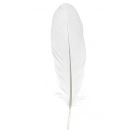 Plume blanche décorative 16 cm les 6