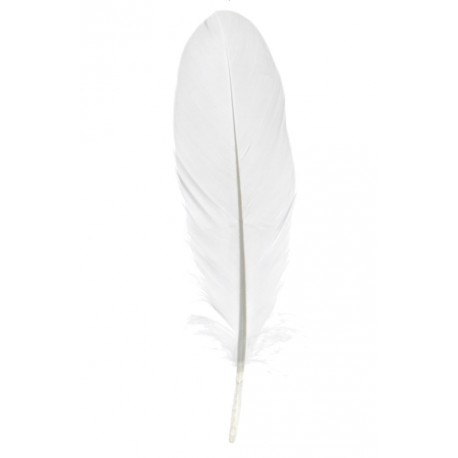 Plume blanche décorative 16 cm les 6