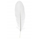 Plumes blanches décoratives 16 cm les 6