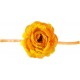Rose Orange Sur Ruban Les 4