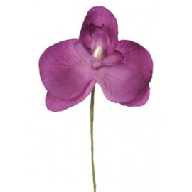 Orchidée prune sur tige les 6