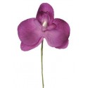 Orchidées Prune sur tige les 6