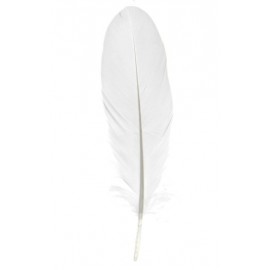 Plume blanche décorative 16 cm les 6