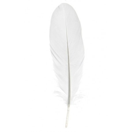 Plume blanche décorative 16 cm les 6