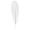 Plumes blanches décoratives 16 cm les 6